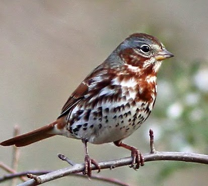 Suara burung fox sparrow untuk masteran kenari Suara burung fox sparrow untuk masteran kenari