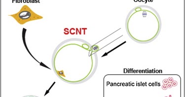 Cloning and stem cell research essay