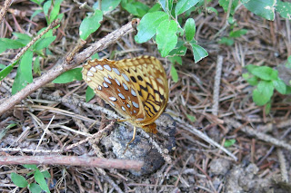 Great Spangled Fritillary, Speyeria cybele, Thursday, June 11, 2015, 11:55:16 AM