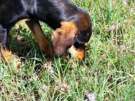 Dogs Eating Only Protein Dogs Eating Only Protein