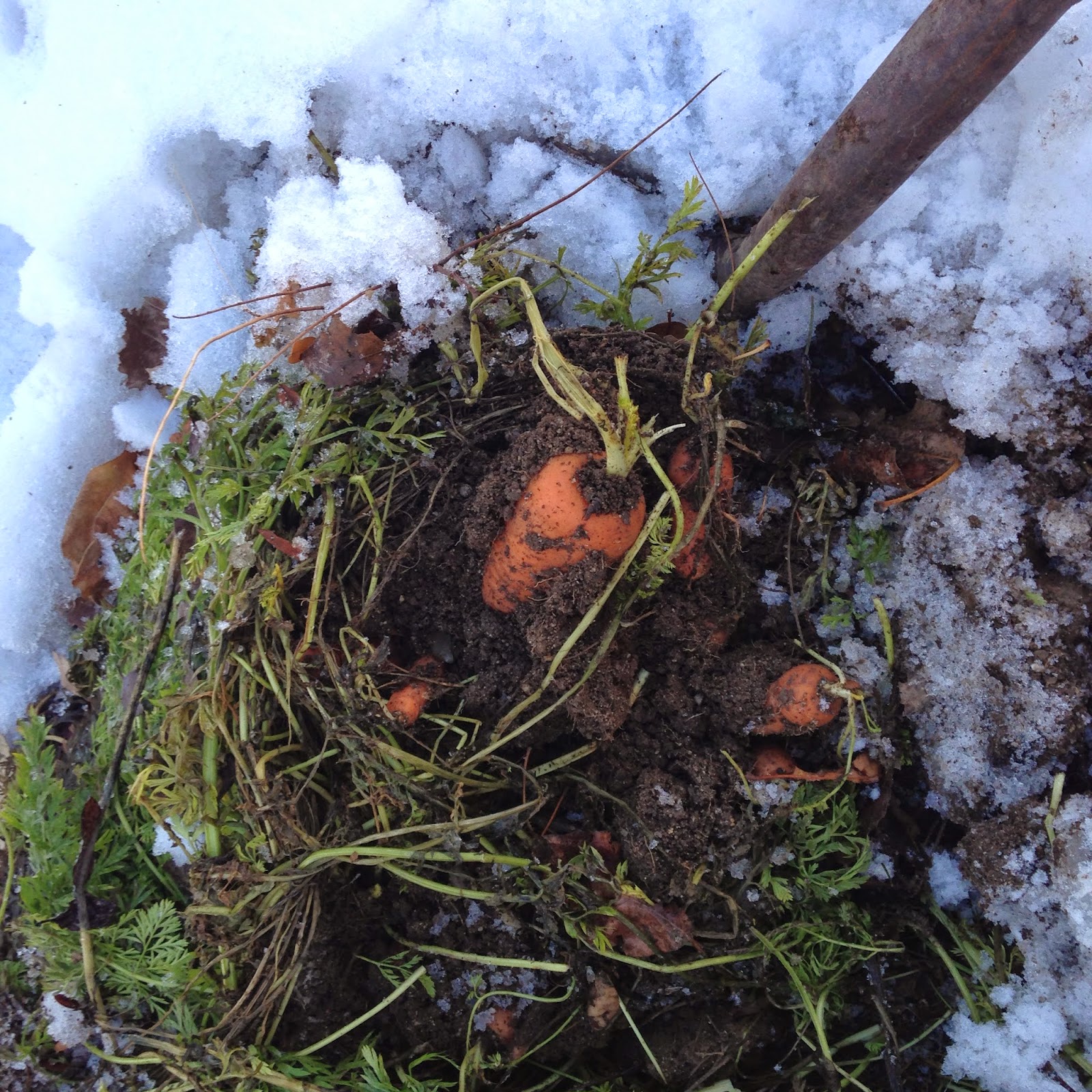 my family prepared How to store carrots in the ground over winter