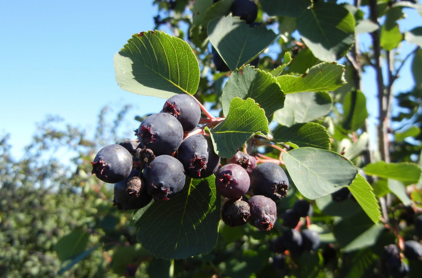 Gardening with Jess A great year for Saskatoon berries