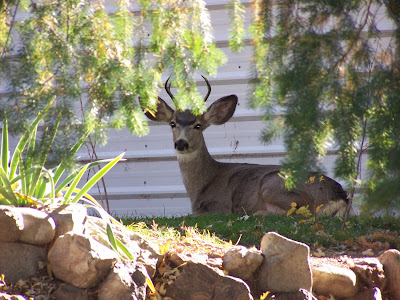 backyard deer