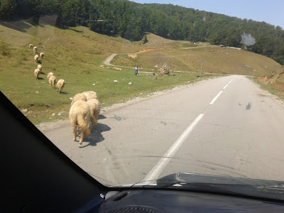 Овцы переходят дорогу в Румынии