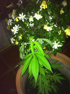 Política argentina posta foto de pé de maconha no Twitter Política argentina posta foto de pé de maconha no Twitter