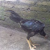 Flu Burung