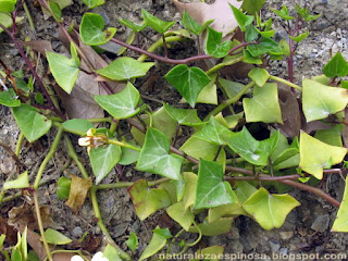 Senecio macroglossus