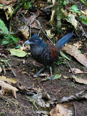 Banded Ground-Cuckoo Banded Ground-Cuckoo