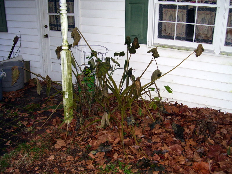 over winter back magic elephant ears