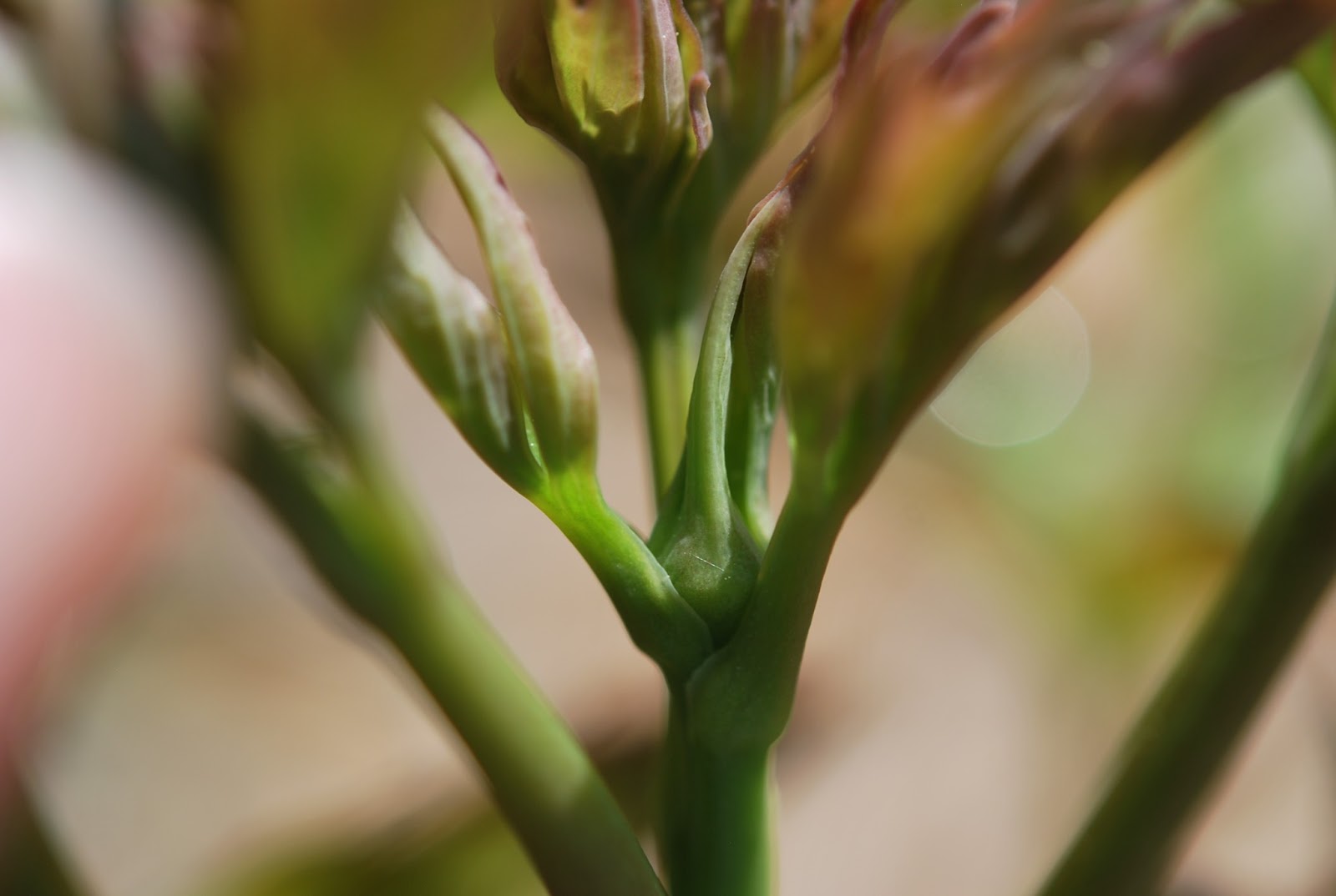 Southern Peony: April 2013