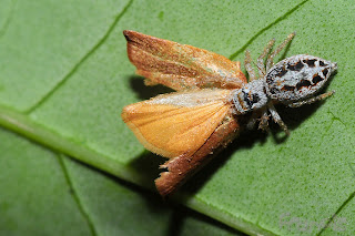 Probable Icius hamatus Probable Icius hamatus