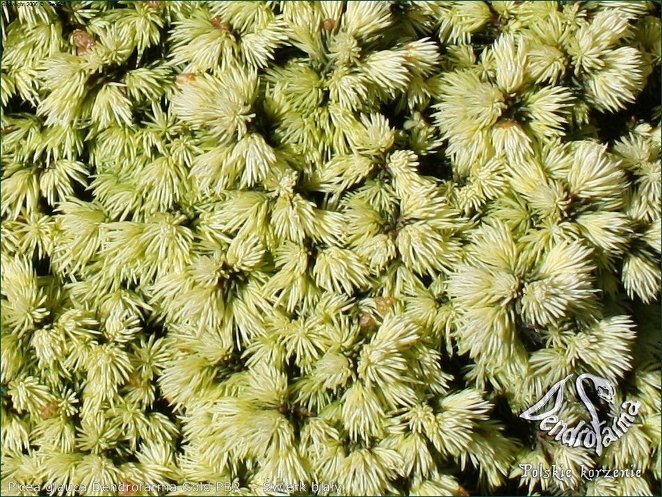 Picea glauca 'Dendrofarma Gold' PBR – Świerk biały 'Dendrofarma Gold' igły