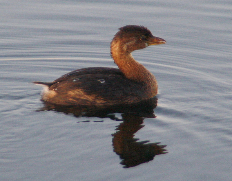 Beth's Blog The Wood Duck Who Thought He Was a Mallard...