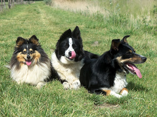 A három kutya