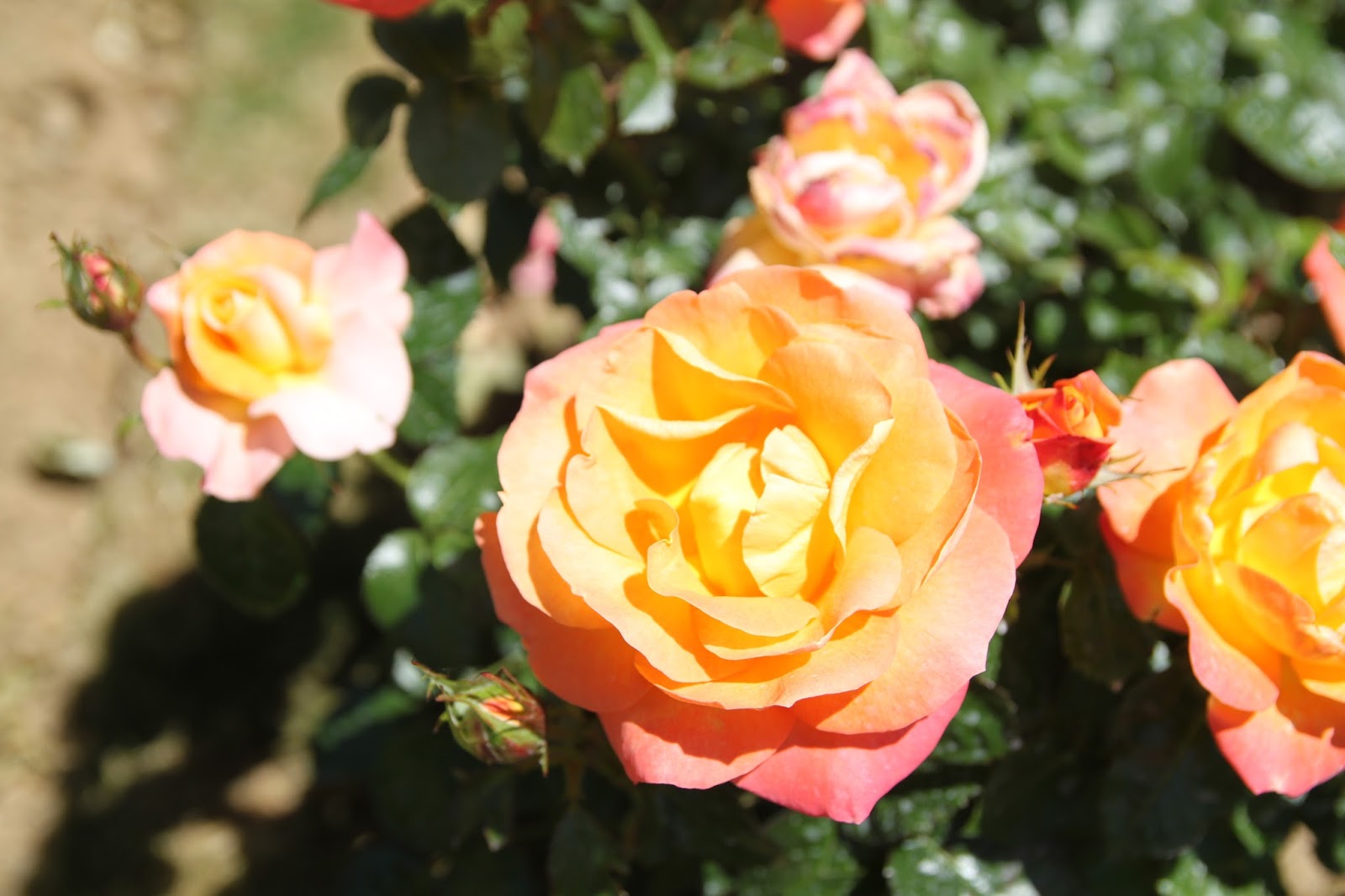 Prayer Gardeners Blog Maintaining Beautiful Bonica Roses