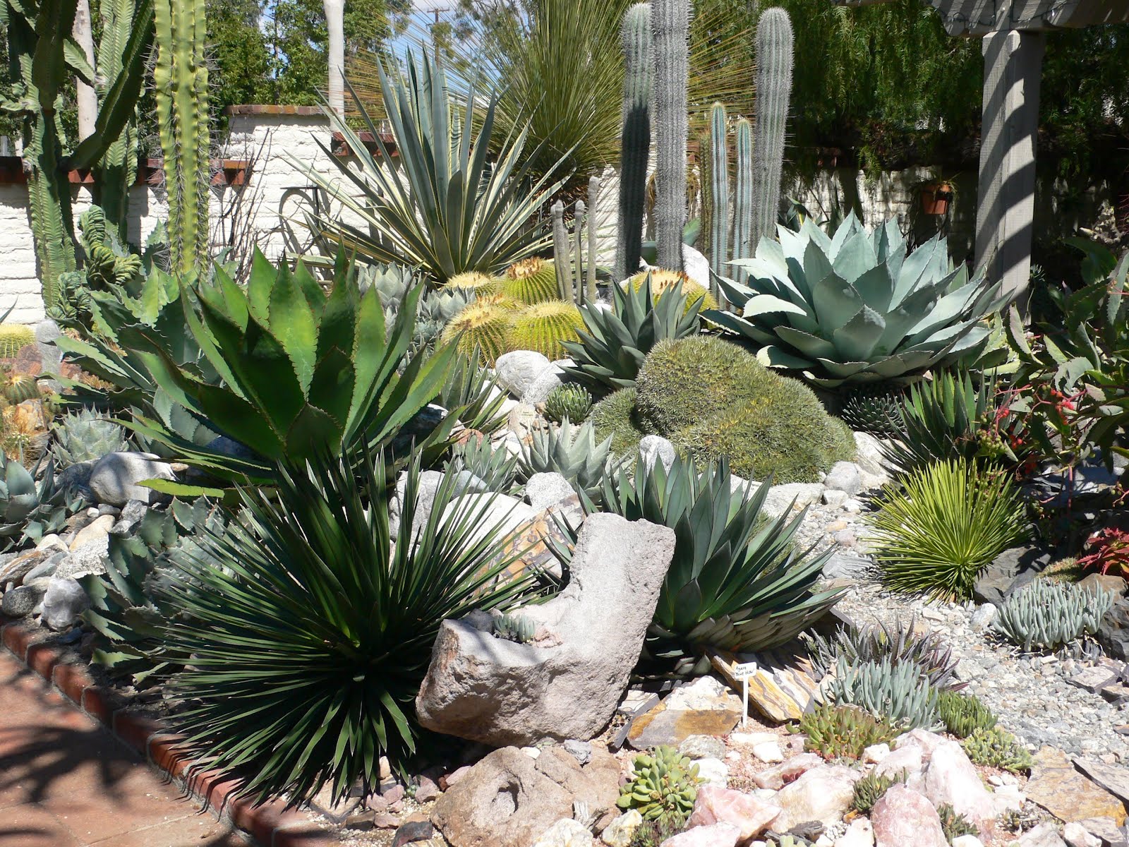 ... Yard: The Year of the Succulent: Tips for creating a succulent garden