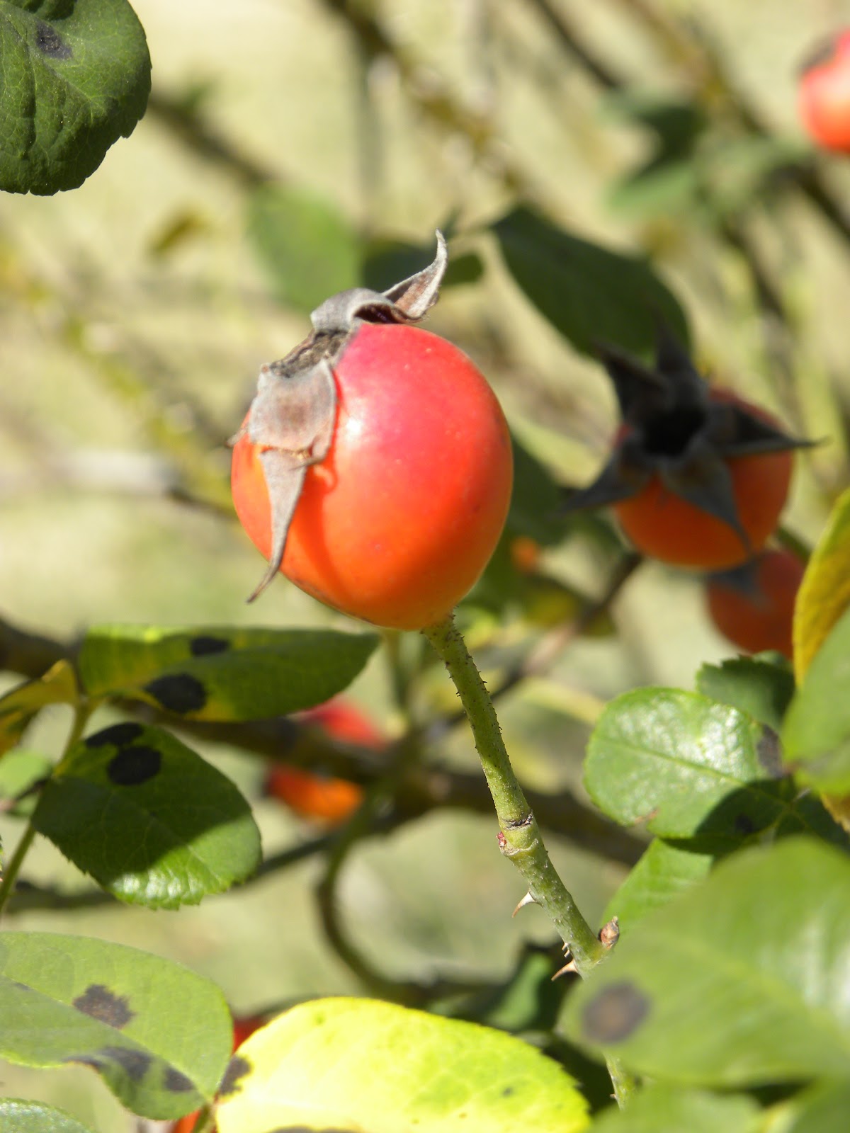 Red Dirt Roses Rose Hip Tea