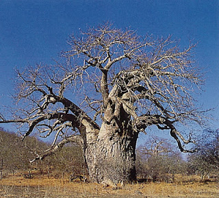 Pohon Baobab, Tampak Seperti Pohon Terbalik