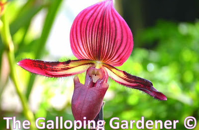 garden garden