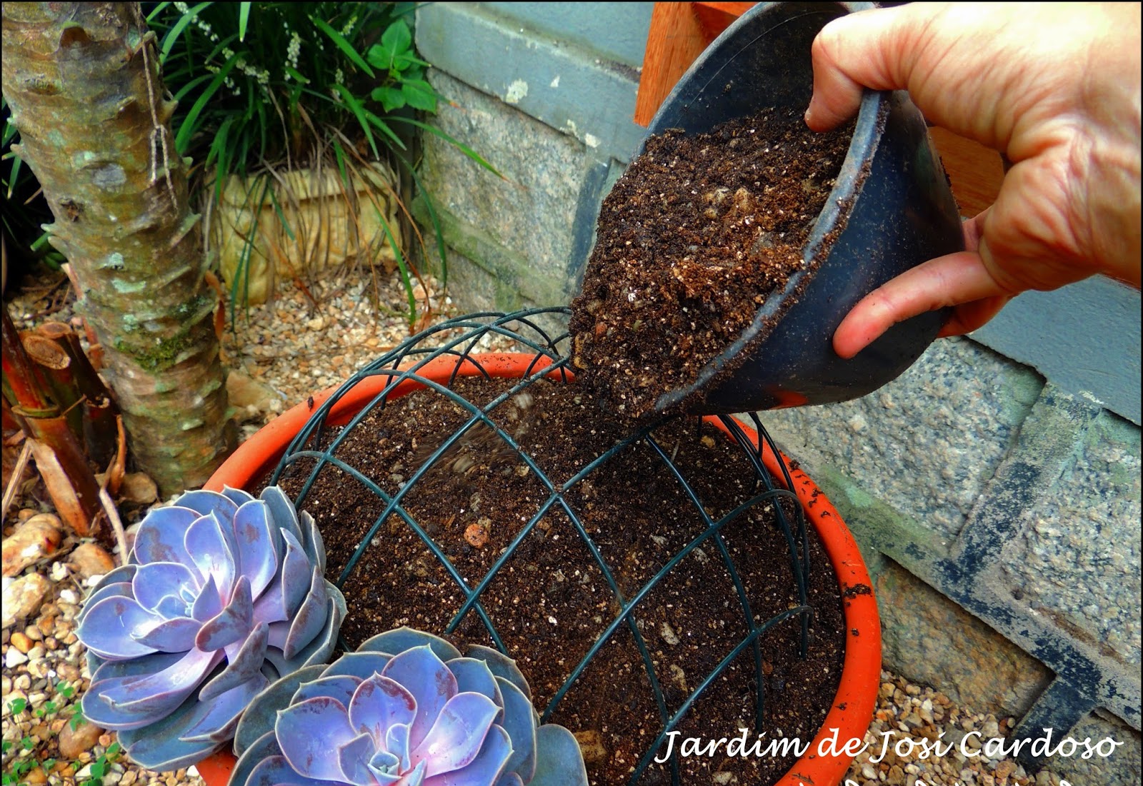 mini jardim de suculentas passo a passo:Jardim de Josi Cardoso: Passo a Passo “Falsa – Topiaria com Suculentas mini jardim de suculentas passo a passo:Jardim de Josi Cardoso: Passo a Passo “Falsa – Topiaria com Suculentas