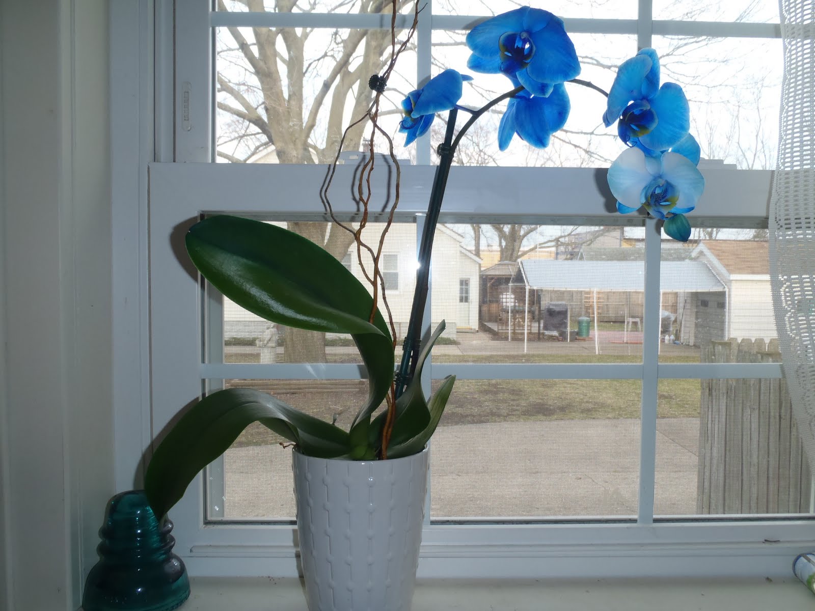 Blue Orchid Wallpaper