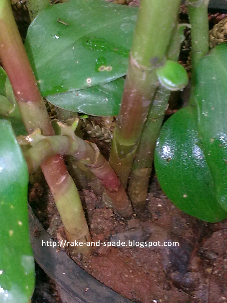 Natural Cure For Abdominal Pain Natural Cure For Abdominal Pain