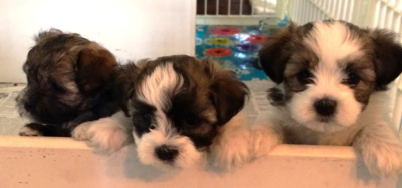 havanese puppies for sale in dallas charming havanese havanese puppies for sale in dallas charming havanese