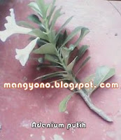 Ke 2 - Cara menyambung tanaman bunga Adenium Ke 2 - Cara menyambung tanaman bunga Adenium