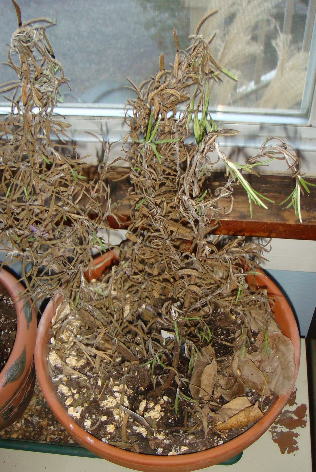 Fearless Gardening December 2011