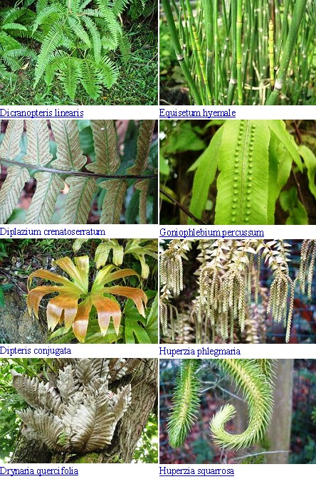 Tumbuhan+Paku+Pakis Kumpulan Tumbuhan Paku Pakis dansekutu Pakis (Ferns and Fern Allies ...