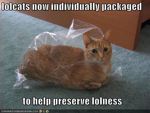 Friend Lolcat