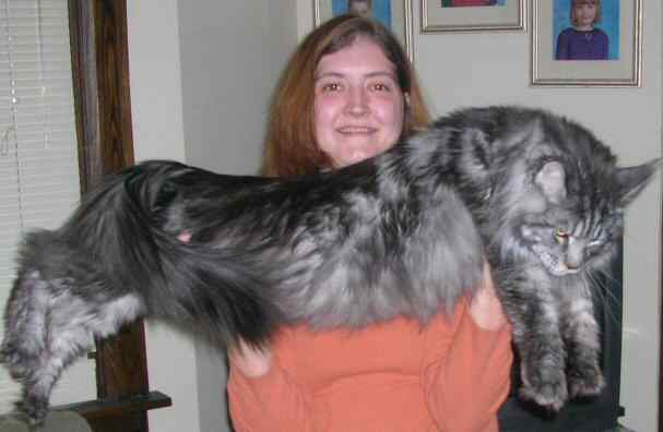 The Maine Coon Largest Domesticated Cat Breed The Maine Coon Largest Domesticated Cat Breed