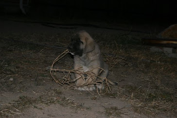 uhm tumblee weeds