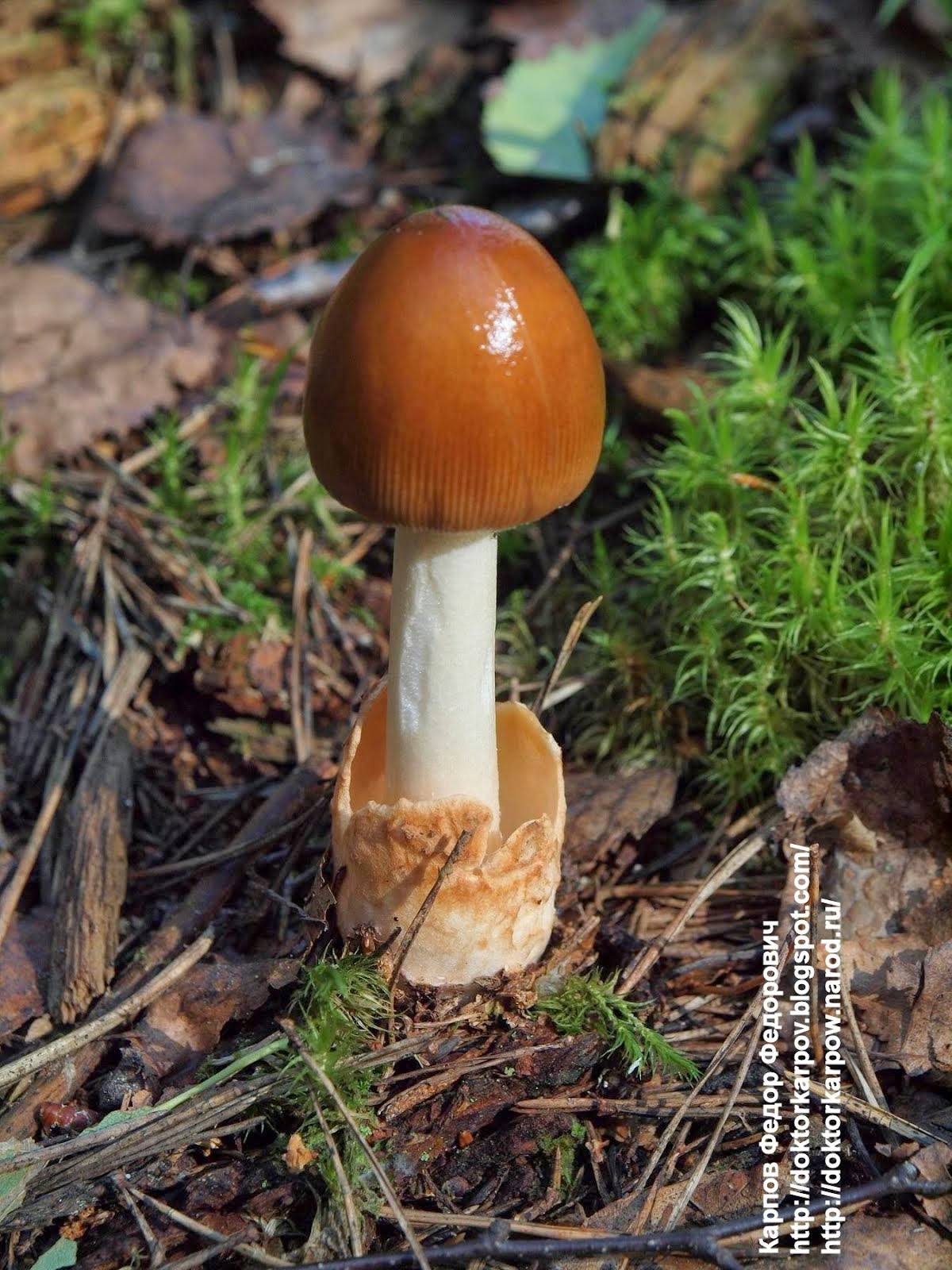 Лесные грибы.Нажать