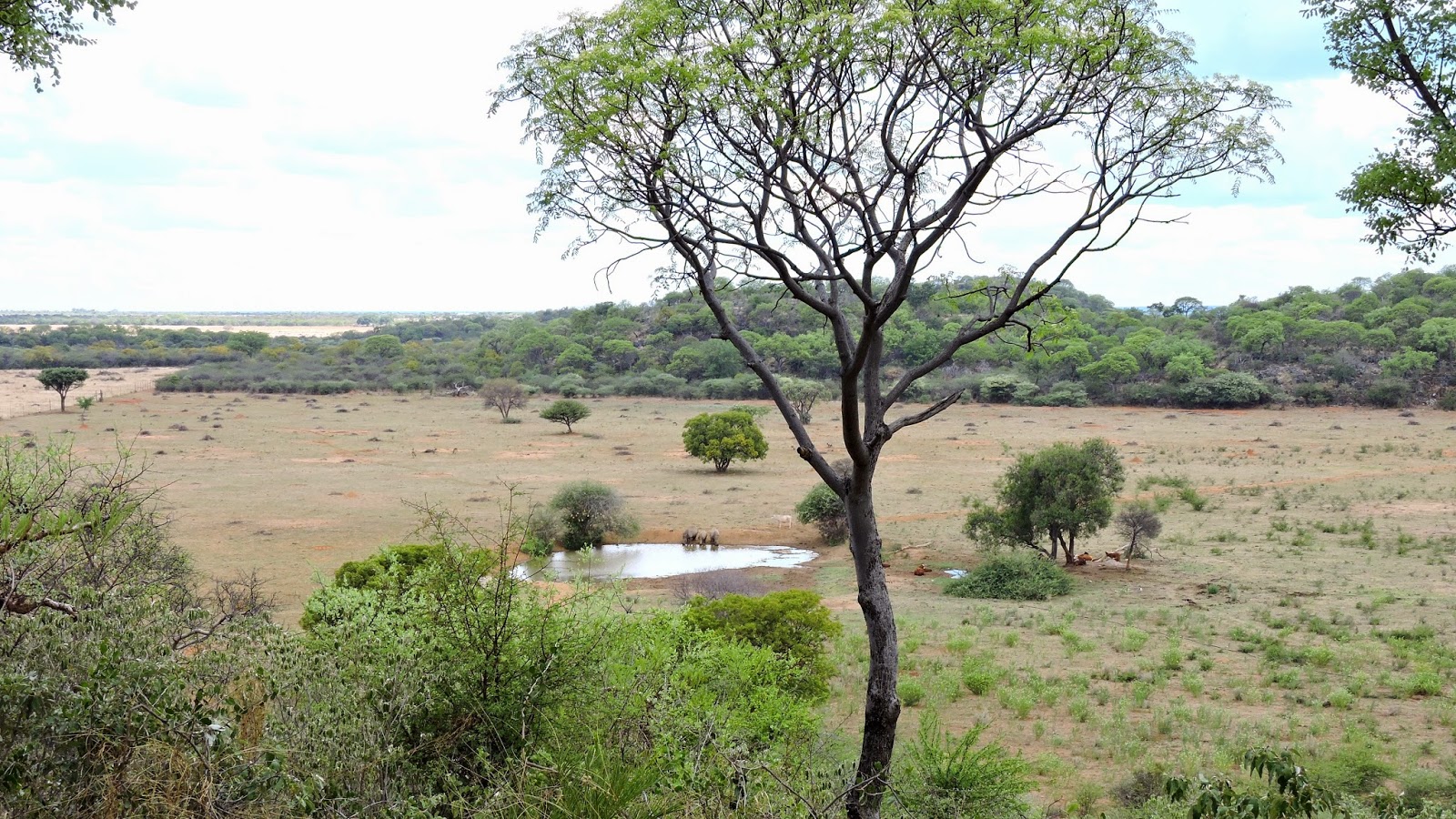 View of the waterhole. A waterhole some distance and quite far below with some animals drinking water.