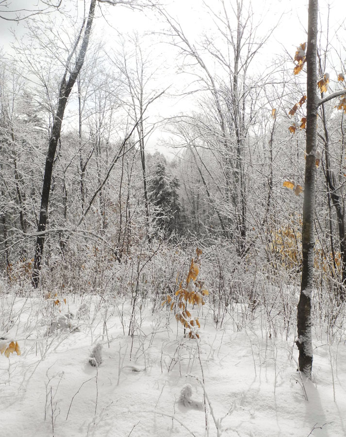 Studio and Garden Snow Lines