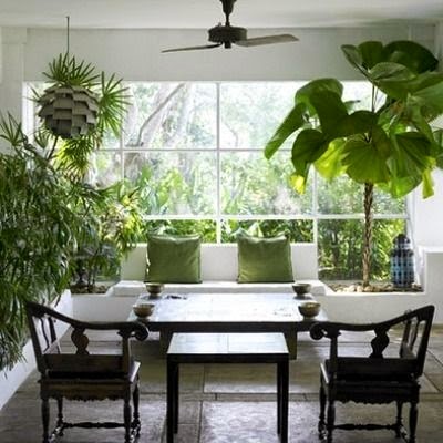 Cara Merawat Tanaman Hias Dalam Ruangan - Ragam Tanaman