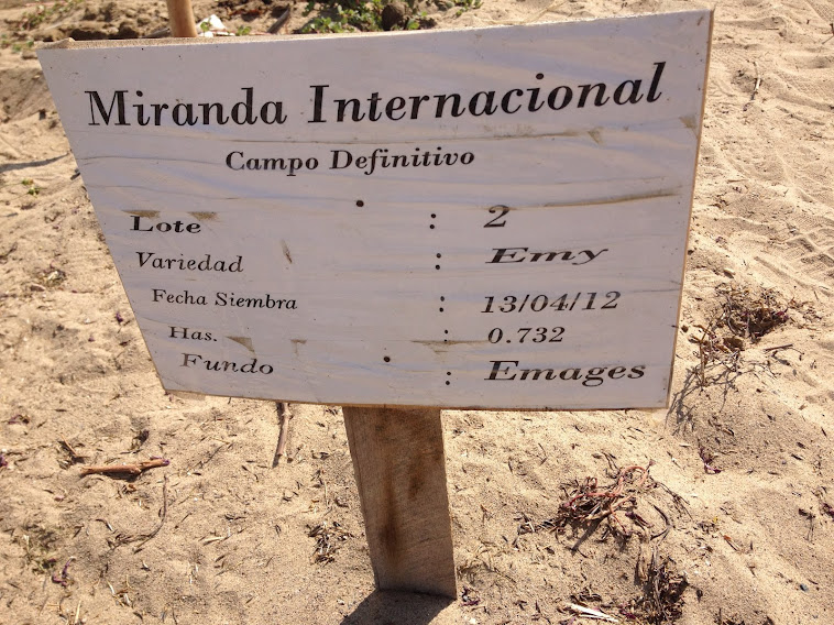 AGRICOLA MIRANDA INTERNATIONAL