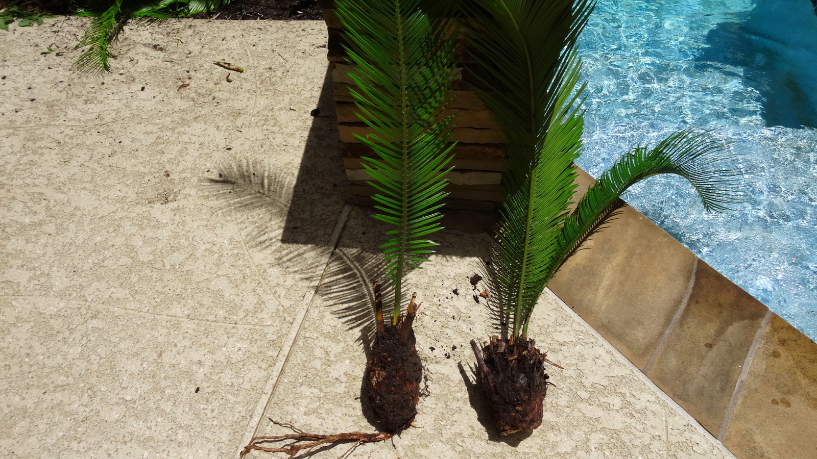 Life According to How to separate pups from Sago Palms!