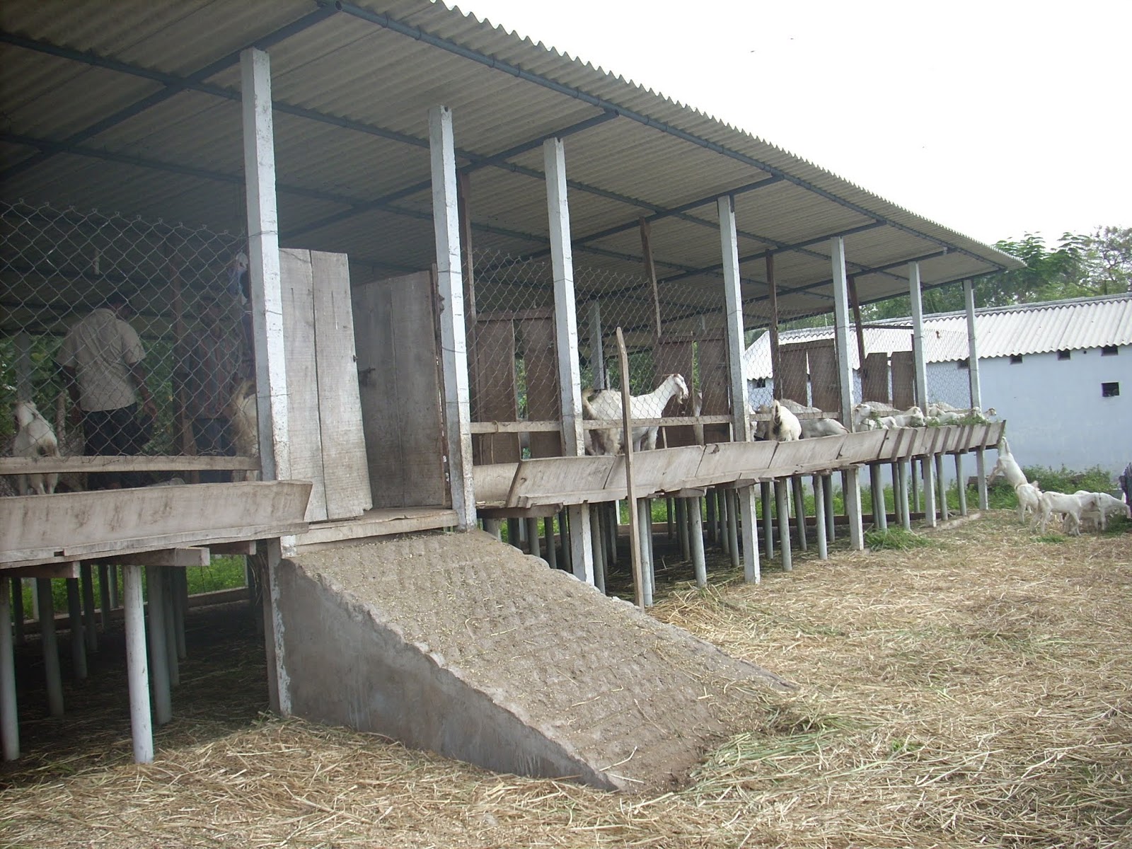 Suresh Devaraj Goat Farm Goat Shed