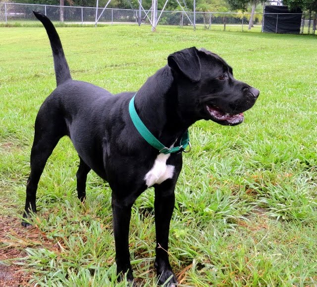 Beautiful Boxerblack Labrador Mix Is Still Looking For A Home
