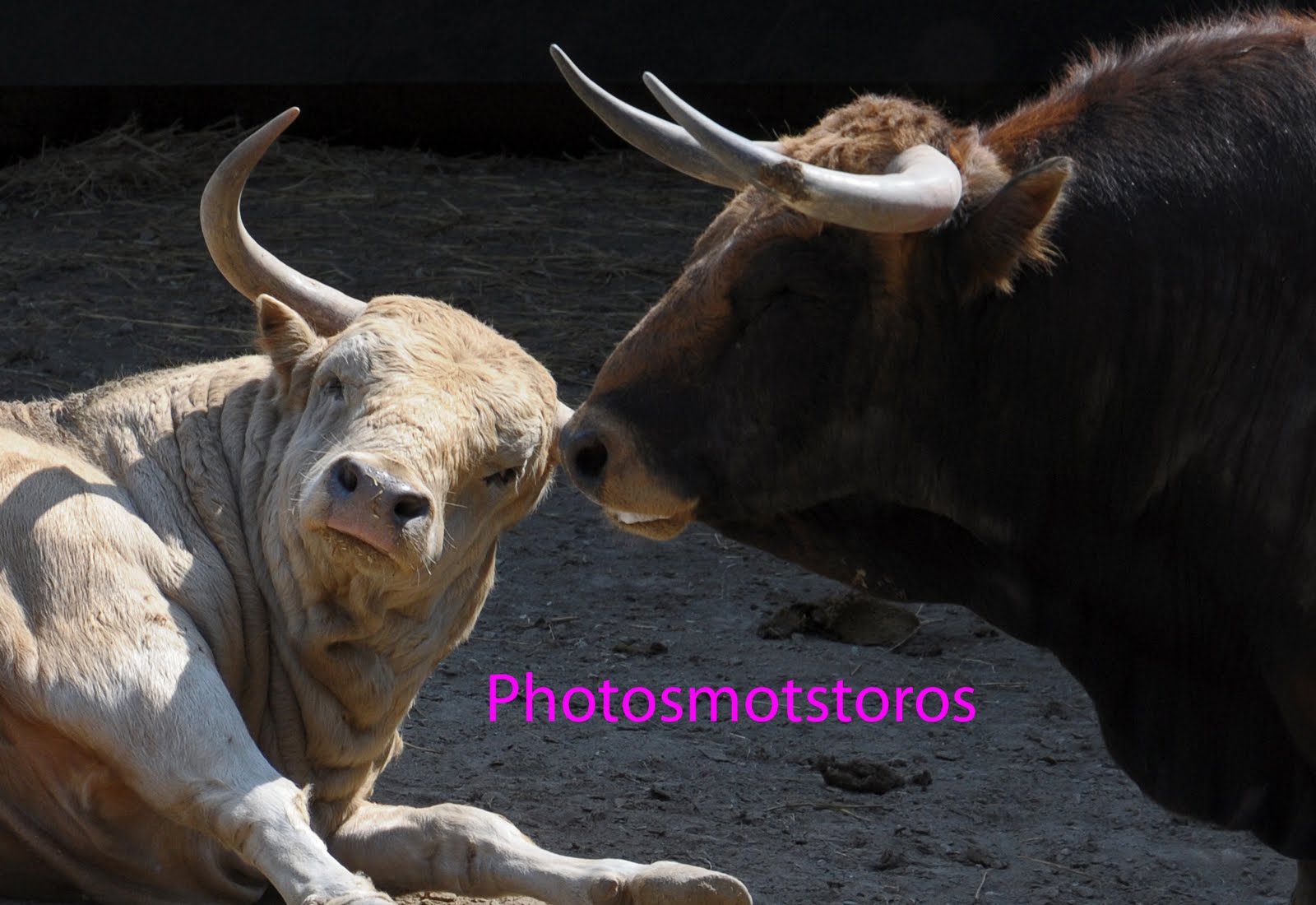 philippe caubère client de prostituées