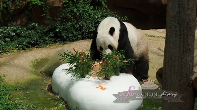 Sambutan Hari Lahir Panda Gergasi di Zoo Negara Sambutan Hari Lahir Panda Gergasi di Zoo Negara