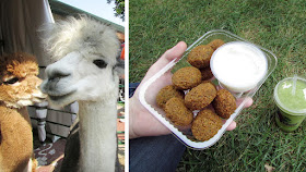 Cutie alpacas & delicious food at the fair