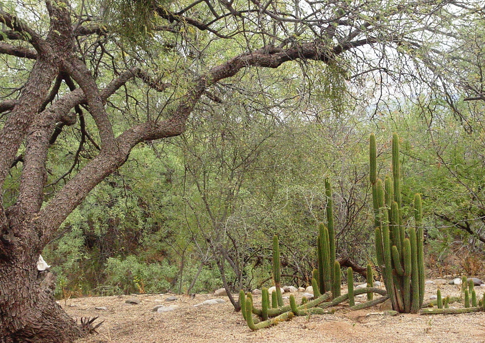 Cactus Cobras
