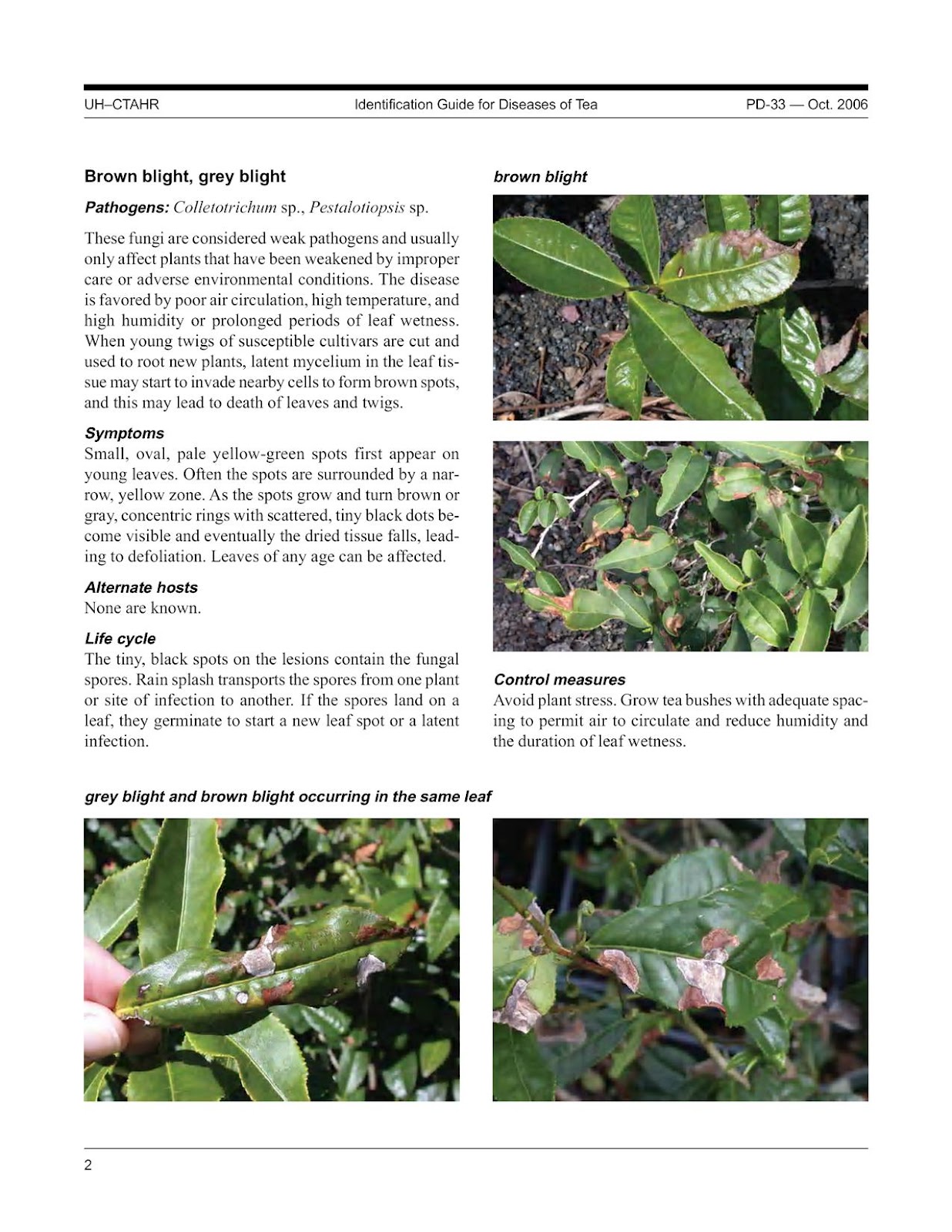 AGRICULTURAL MICROBIOLOGY: GREY BLIGHT OF TEA