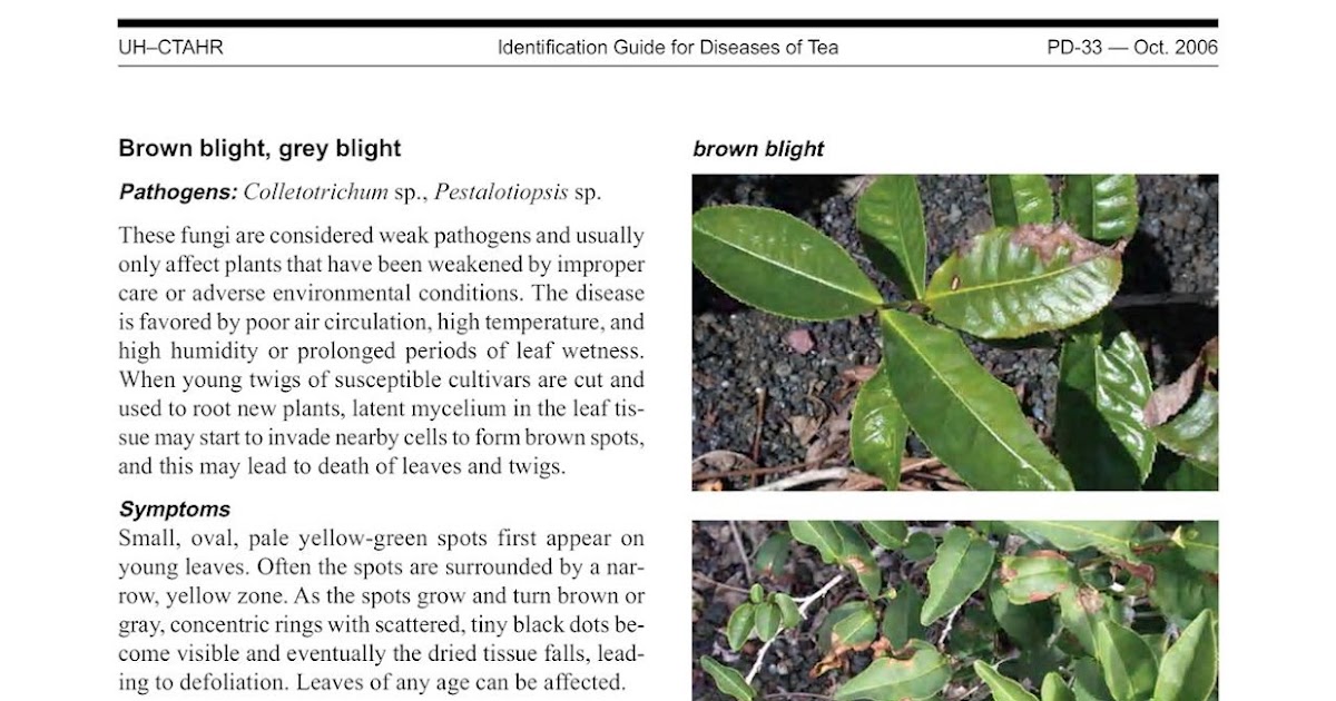 Grey Blight Of Tea Agricultural Microbiology