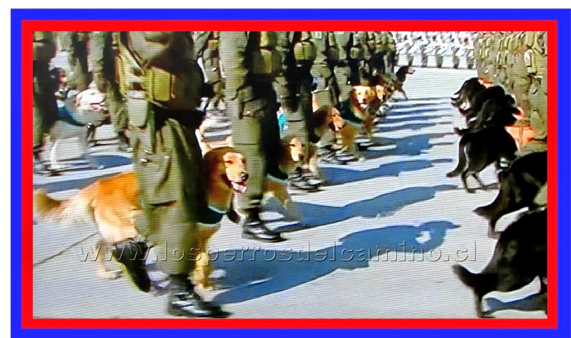 "Los Perros del Camino" "Perros en Parada Militar"
