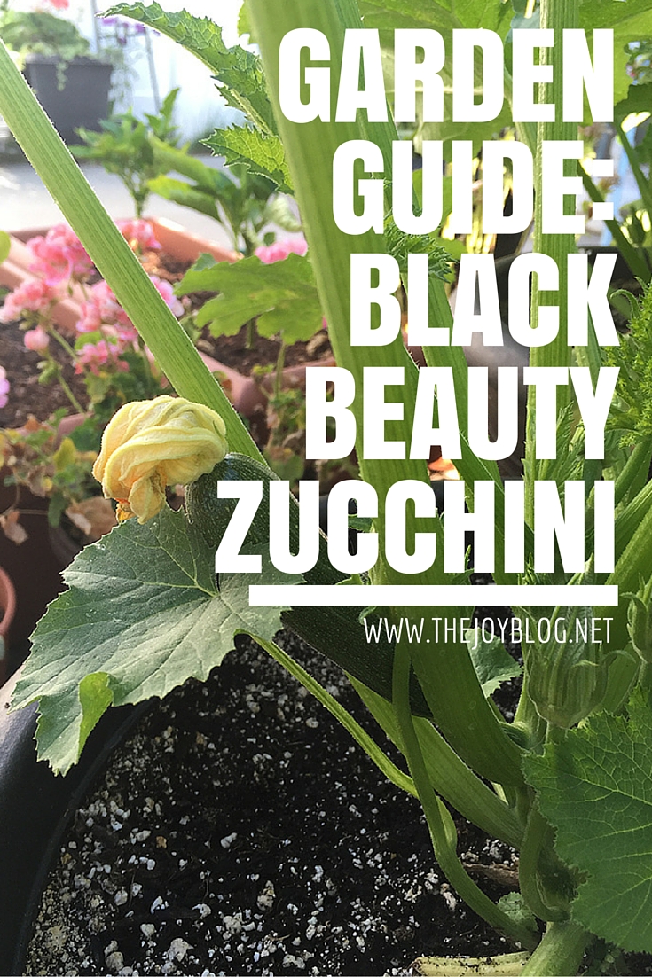 How To Grow Black Beauty Zucchini THE JOY BLOG