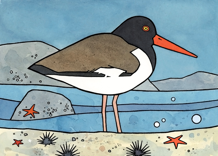 Watercolor illustration by studio tuesday American Oystercatcher